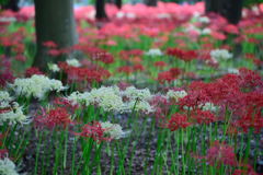 祖光院に行きました