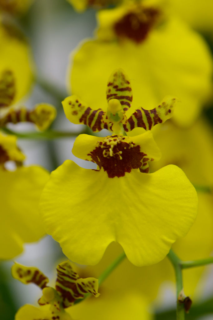 蘭　オンシジウム