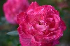 薔薇　アブラカダブラ