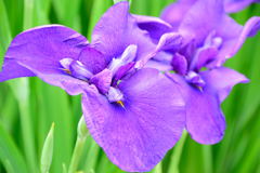 菖蒲　江戸自慢
