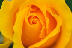 薔薇　オーストラリアンゴールド