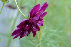 秋桜　クランベリー　横