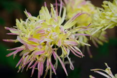 江戸菊　雲雀の床