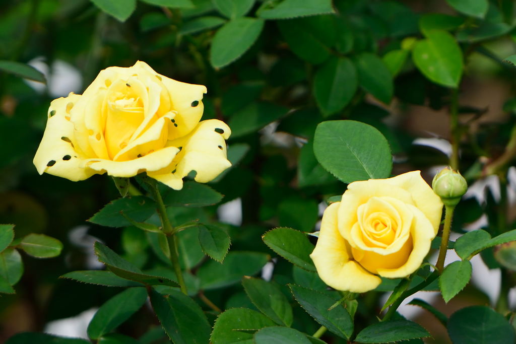 薔薇　オーストラリアン　ゴールド