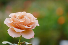 薔薇　カフェラテ