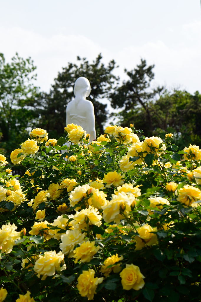 ゴールドバニー越に