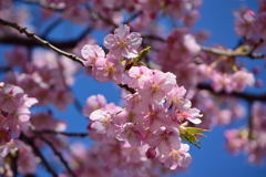 河津桜　９