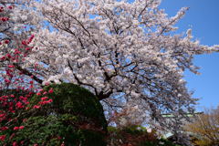 桜　智泉院