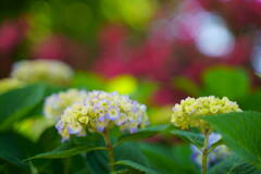 紫陽花 2