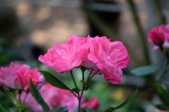 春薔薇の思い出25　ピンクノックアウト