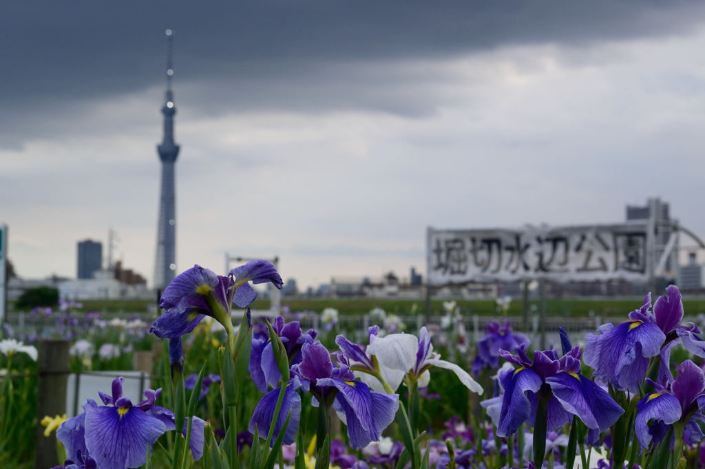 堀切水辺公園　光るツリー