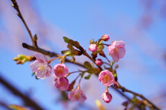 河津桜　６