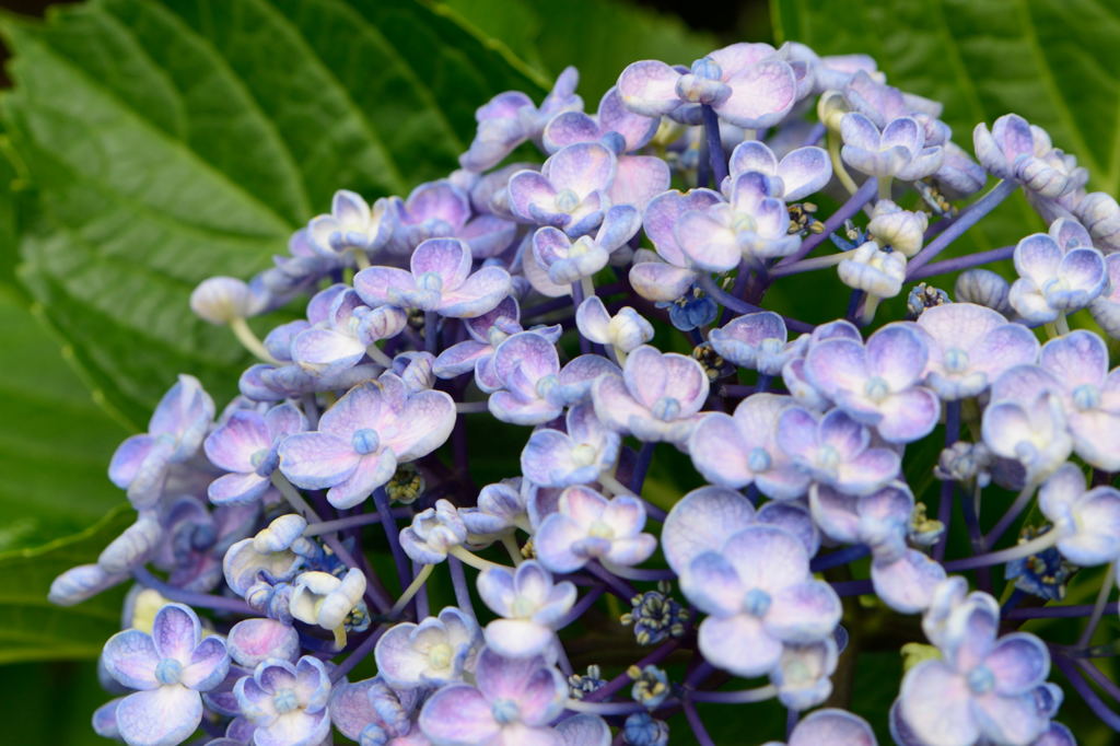 紫陽花　丸