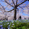 さくら広場　ネモフィラ