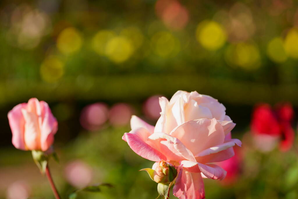 薔薇　ジェミニ