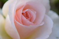 秋薔薇　名も判らぬ花２