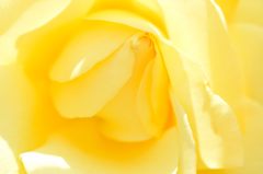 春薔薇の思い出17 ジーナロロブリジータ