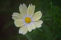 秋桜　サンセットイエロー　1