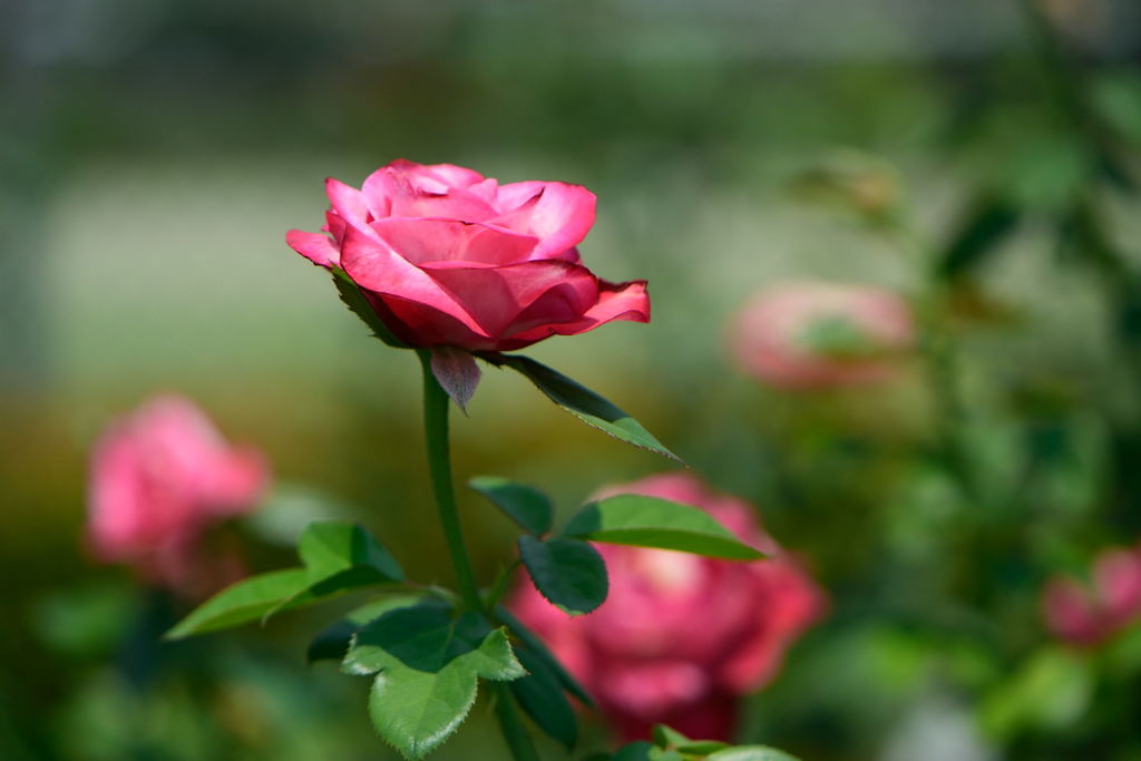 薔薇　ダブルデライト