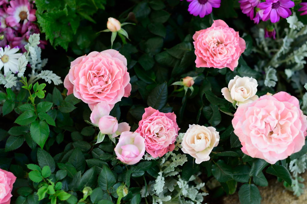 薔薇