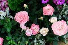 薔薇