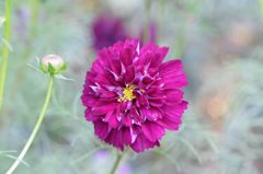 秋桜　クランベリー