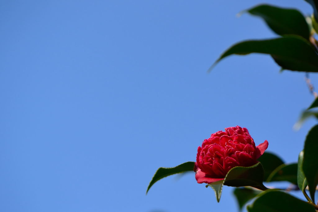 椿　紅ト伴　１