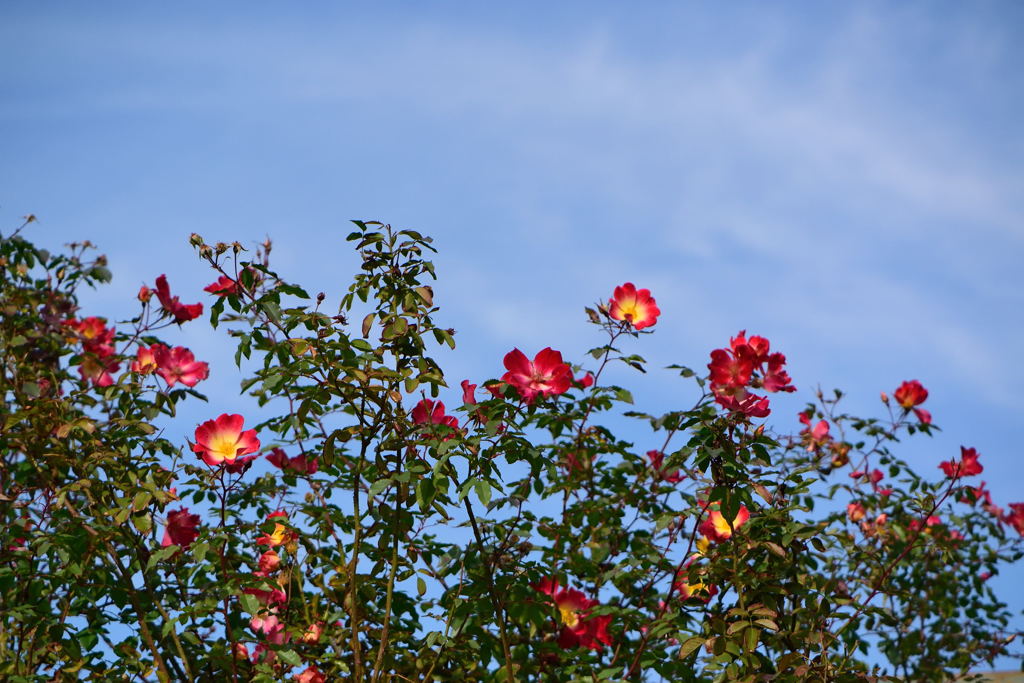 薔薇　カクテル