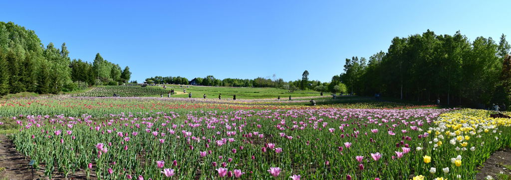 滝野すずらん丘陵公園　パノラマ