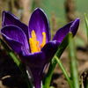クロッカス　紫