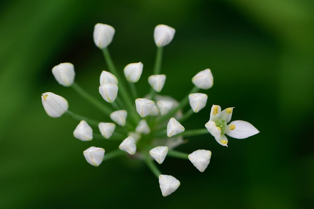 ニラの花　３