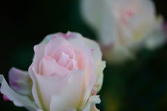 薔薇　マチルダ