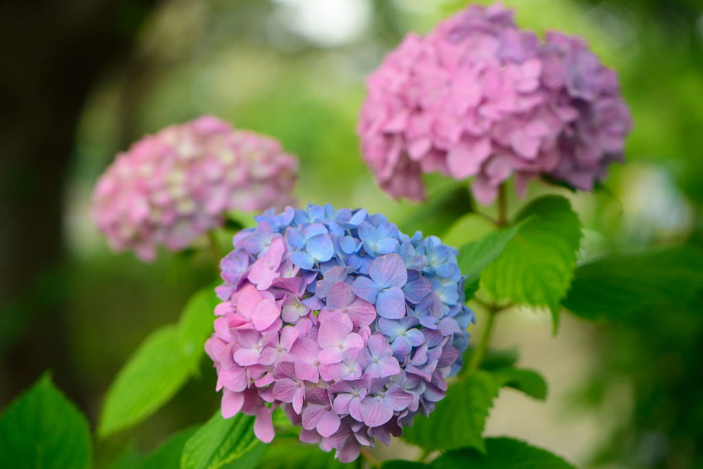 紫陽花　半分青い