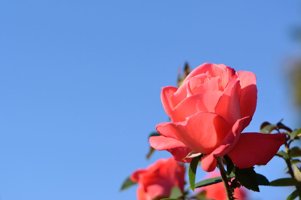 薔薇　スーパースター
