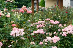 奥戸フラワーパークのバラ園