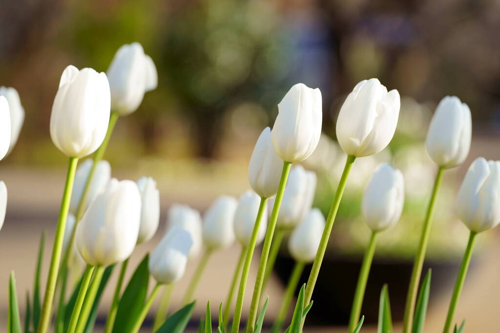 アイスチューリップ　ホワイトドリーム