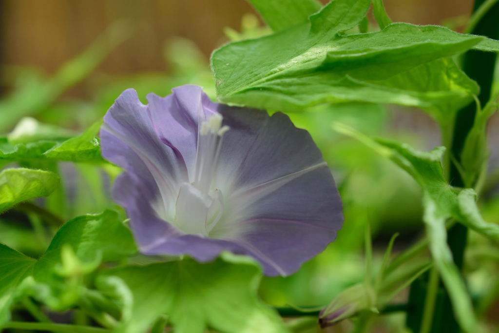 朝顔　黄縮緬葉　銀鼠筒白台咲