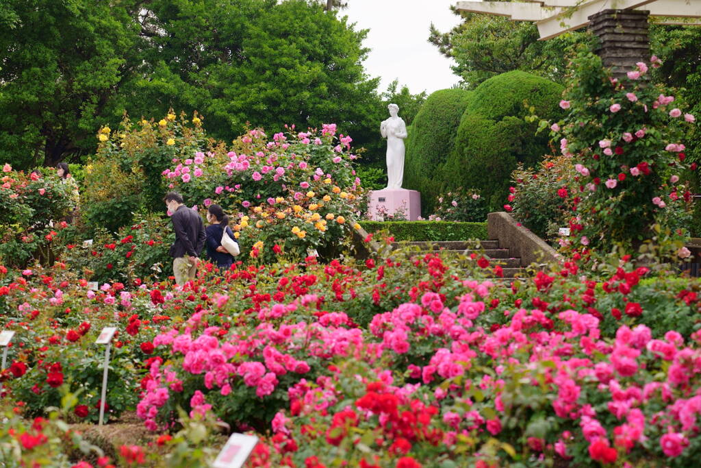 谷津バラ園