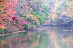 森林公園の紅葉　鴨