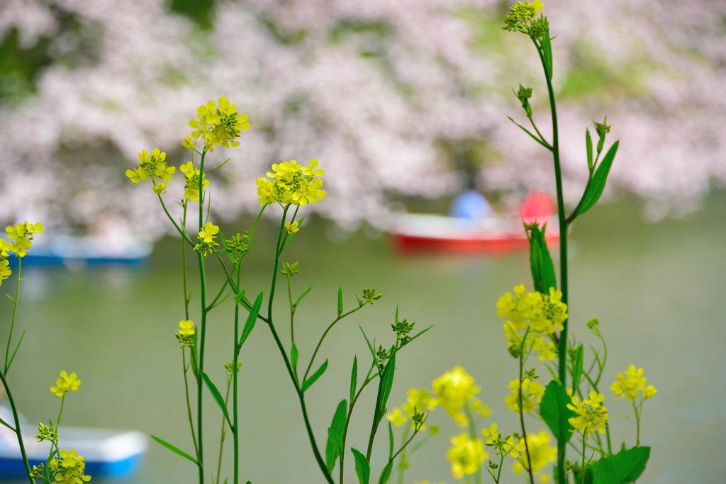 千鳥ヶ淵　菜の花