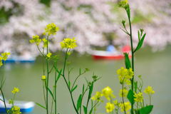 千鳥ヶ淵　菜の花