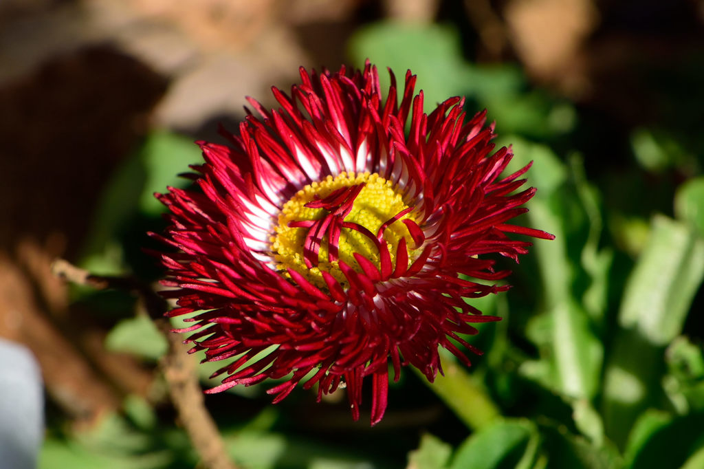 雛菊　紅