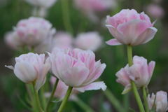 チューリップ　アンジェリケ