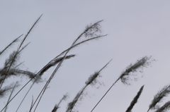 レントゲン写真