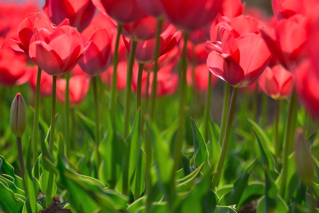 チューリップ　バンアイク