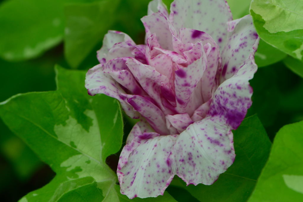 朝顔　黄斑入洲浜葉紅吹掛絞丸咲牡丹