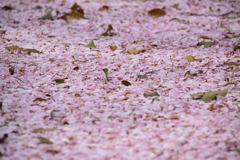 桜の絨毯