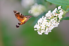 ホシホウジャク　２