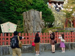 鶴岡八幡宮　大いちょう