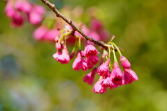 桜　寒緋桜